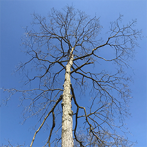 A photograph of a leafless tree set in front of a cloudless blue sky serving as an avatar for Melissa Baker-Young with a 