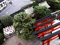 An overhead photograph of a neighborhood street and temple or shrine entrance, with torii gates.