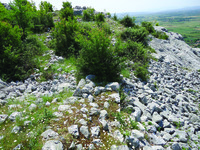 Wall foundation at Vorfë, shrubbery on the hill is surrounded by many stones.