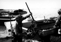 A photograph of fishermen holding the net, seining from the dock.