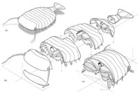 Reconstruction of the arthropod Sidneyia inexpectans as a 3D model built in sections derived from camera lucida drawings such as those in Fig. 2 (after Bruton 1981: fig. 107; reprinted by permission of the Royal Society of London).