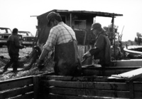 A photograph of fishermen seining off the side of a boat.