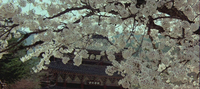 A placard on a temple exterior seen through cherry blossoms has white calligraphy printed on it.