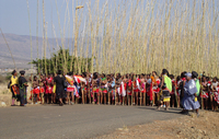 A photograph with hundreds of maidens lined up at the beginning of the Umkhosi womHlanga parade in front of the Enyokeni Royal Palace. They all are holding long reeds that extend high above their heads.
