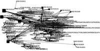 A treaty network showing the relationship between India and Russia. Almost all of the treaties are tied together in this figure, demonstrating a very cooperative relationship between the two states. There are no subnetworks in the figure, showing that all of the treaties are interconnected in some way.