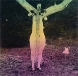 The hand-tinted black and white photograph from The Games of the Doll series (1938-1949) by Hans Bellmer is an outdoor shot, depicting two pairs of legs, in white socks and black Mary Janes, attached vertically on either side of a tree in the woods. One notices eyeballs hanging from either side of the tree trunk at ankle height, as well as a white pitcher, set in the background on the far right.