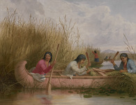 An oil painting of three figures collecting wild rice in a birch-bark canoe. Additional canoes and rice collectors are in the background.