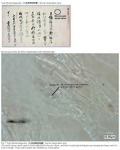 This upper photo shows an original material, and the lower photo shows starch grains (Oryza sativa) closely attached to the kozo fibers.
