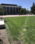 A building with a lawn in front of it shows a “desire line” cutting diagonally across the grass.