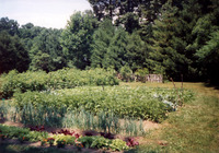 Color photo at the height of the season in the garden. Well-tended beds with rows of vegetables. Behind are the large compost bins and pine trees now over twenty feet tall.