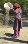Wakhi woman with a handmade basket for separating the wheat from the chaff. She is in colorful woven dress with a colorful hijab wrapped around her head. She is standing on a dirt area, and the wheat is falling gently to a pile from her basket.