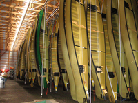 A color photograph of Kevlar canoes hanging in a warehouse.