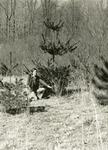 Black-and-white photo. Cohen kneels by a juvenile pine with her hand a foot above the ground. Two more pines are in view and the forest is in the background. Part of the meadow is in the foreground.