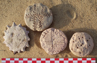 Fig 78: Inscribed Material from Bīr Shawīsh 17, 26, 32 are jar lid with two sprigs crossed by another; jar lid with a dotted encircled cross, and jar lid with uncertain decoration. The disc is slightly convex; its edges are round and smooth.