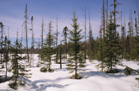 A color photograph of a grove of spruce trees in the winter. Snow is on the ground.