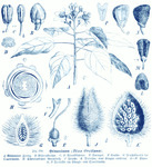 Drawings of the achiote plant, with its flower and seed dissected and shown in 16 parts; it is named in the caption as “Bixa Orellana.”