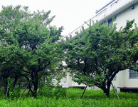 This photo shows the backside of a white two-­story building designed in a rather pragmatic style. In the overgrown yard there are two dark green trees with round leaves, their height reaching the second story, each supported by a few wooden sticks. An information placard is erected between the trees. The sky is overcast.