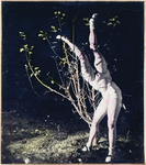 The hand-tinted black and white photograph from The Games of the Doll series (1938-1949) by Hans Bellmer is shot outdoors and during nighttime. It represents the four-legged doll, sporting white socks and Mary-Janes, placed next to a shrub. Entangled in the branches, the doll’s legs take on the shape of the shrub.