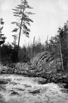 A lob tree was an evergreen, often like this white pine, trimmed of lower branches and smaller trees and brush around it to mark the head of the portage or a campsite.