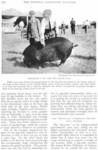 A young boy wearing a tie and dress shirt grooms a large pig at a state fair.