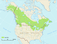 A map of the range of the paper birch (Betula papyrifera) in North America.