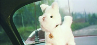 Suzuki’s Dog, Shot 1(a): a close-­up view, from the inside of a moving car, of a stuffed animal—­a white dog—­placed on top of the back seat in front of the rear window.