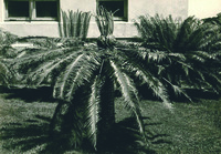 Sepia photograph of a mature and fruiting Cycas wadei specimen growing on a lawn beside the side of a building. Atop the trunk of the cycad is a crown composed of palm-­like fronds and the plant’s reproductive structure.