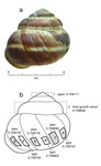 Photograph of a shell and drawing of the shell with its whorl subsamples.