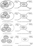 The hub-and-spokes based process of rivalry transformation