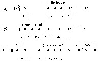 Opening rhythms of the A, B, and C sections of “This Nearly Was Mine,” by Rodgers and Hammerstein, showing middle-­loaded, front-­loaded, and more dense distribution, respectively.