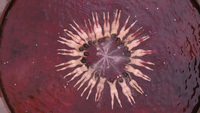 Overhead shot of performers fully naked, floating face-­down in circle formation at the center of a fountain filled with red water.