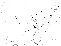 Figure 2. Map of North America with French, British and Spanish colonies highlighted.