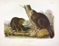 The painter John James Audubon is more well-known for his images of North American birds, but he also painted other wildlife, such as these two beavers working on a tree.