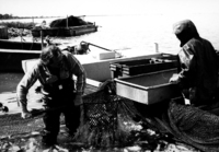 A photograph of fishermen holding the net, seining from the dock.