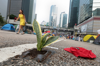 This is a close-up photo of a plant growing from a small patch of dirt placed in the street by an Occupy artist. Tents line either side of the street, and skyscrapers several blocks away are in the background
