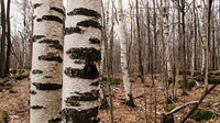 A color photograph of a forest of birch trees.