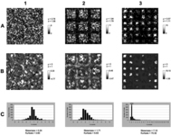 Local Moran's Ii quantifies the effect of ecological patchiness on the spatial structure of archaeological landscapes. Each column presents three looks at the spatial structure of a different artificial assemblage: A. raw number of artifacts per cell, B. Ii z-scores, and C. histogram of Ii z-scores. Note that each appears with some summary statistics. Underlying ecological patchiness increases from left to right: 1. patch size 42, gap size 0; 2. patch size 10, gap size 4; and 3. patch size 4, gap size 6.