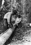 A black-and-white photograph of two figures. A line is cut down the center of the downed log and they are peeling the bark from the tree.