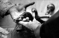 A black-and-white photograph of oil being cleaned off of a bird in a sink.
