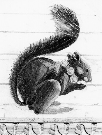 Collared squirrel, Urbino studiolo.